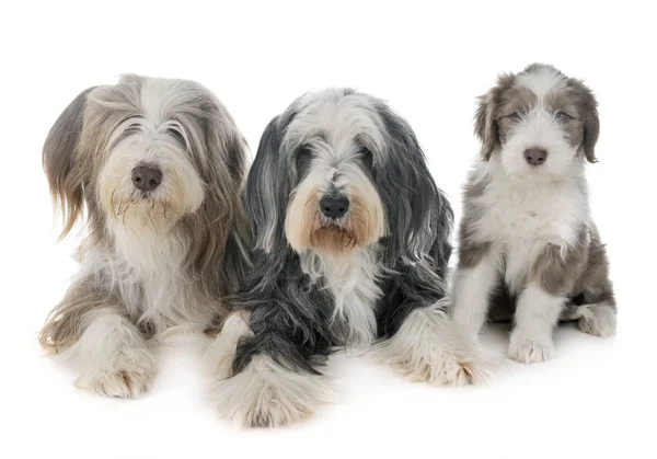 Family Bearded Collie Front White Background — Stock Photo, Image