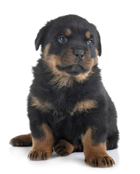 Cachorro Rottweiler Frente Fundo Branco — Fotografia de Stock