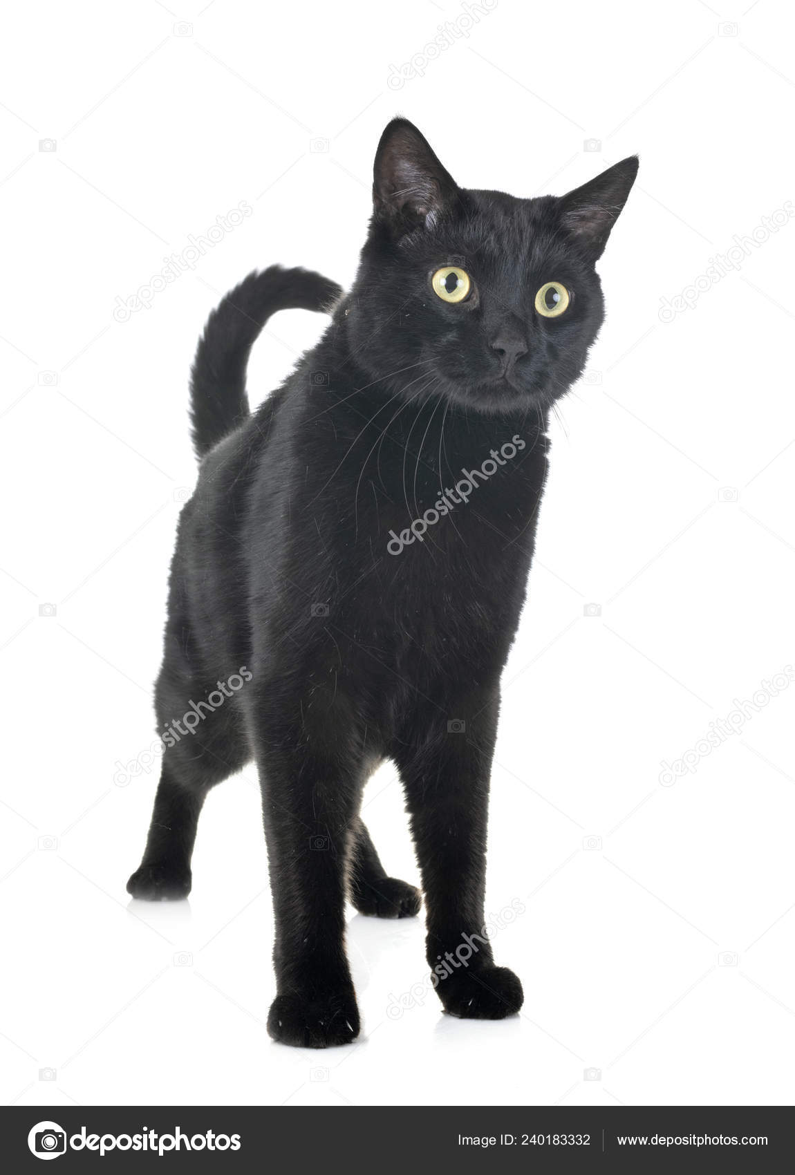 만약 길에서 아기 고양이를 데려오게 된다면... (집사 20년차가 말하는 잡담 ) : 네이버 블로그, image size:1150x1700