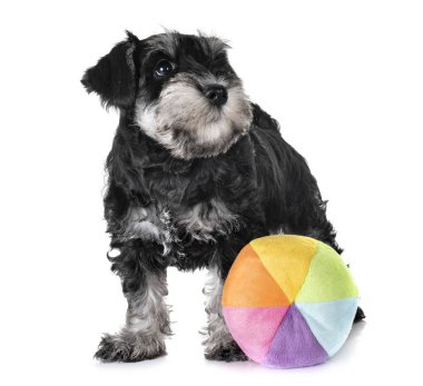 Beyaz arkaplan önünde köpek yavrusu minyatür schnauzer