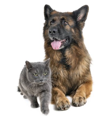 Alman çoban köpeği ve beyaz arka plan önünde kedi