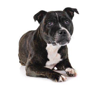 Beyaz arka planda, Stamfordshire boğa teriyeri.