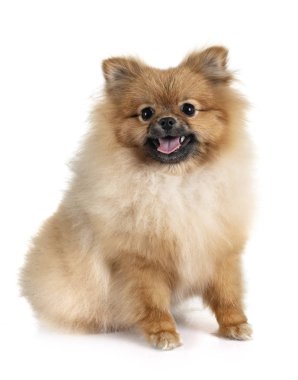 Beyaz arkaplan önünde genç pomeranian