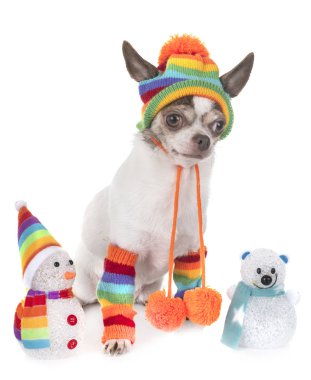 Beyaz arka planda küçük bir chihuahua