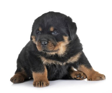 Beyaz arkaplan önünde köpek yavrusu rottweiler