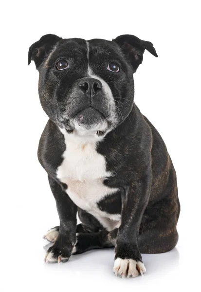 Staffordshire Bull Terrier Front White Background — Stock Photo, Image