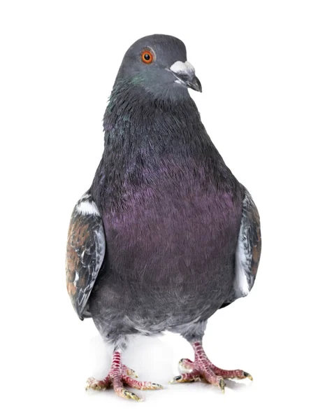 Cauchois Pigeon Front White Background — Stock Photo, Image