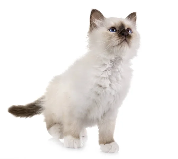 白地の前にいるバーマン子猫 — ストック写真