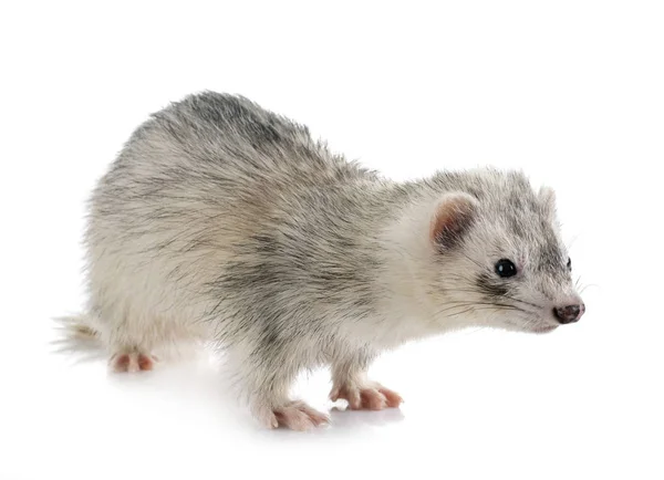 Grijze Ferret Voor Witte Achtergrond — Stockfoto