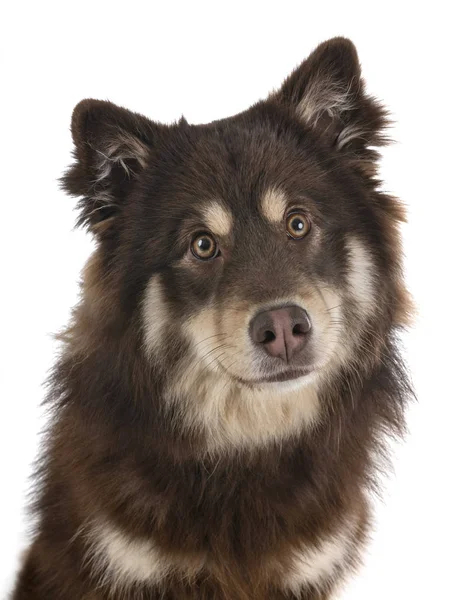 Fiński Lapphund Przed Białym Tle — Zdjęcie stockowe