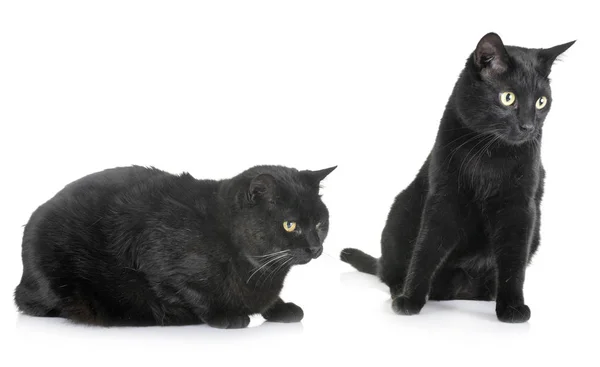 Gatos Negros Frente Fundo Branco — Fotografia de Stock