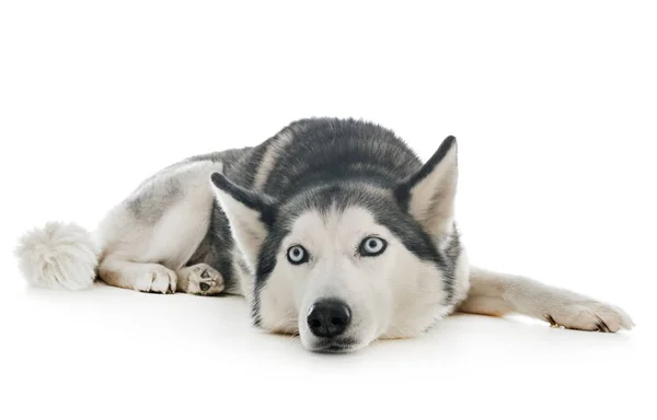 Husky Siberiano Davanti Allo Sfondo Bianco — Foto Stock