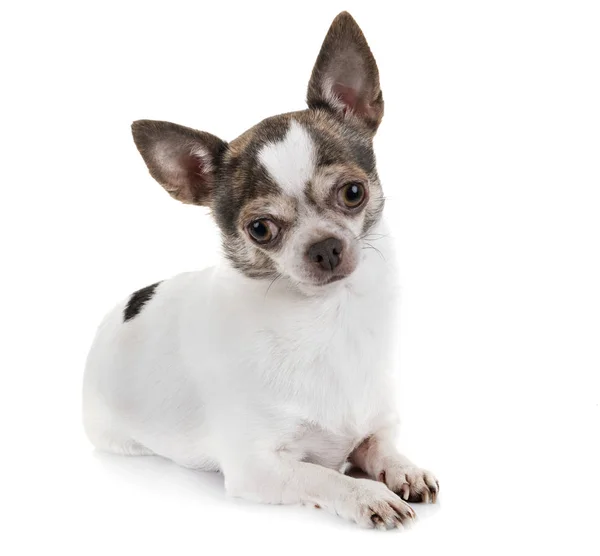 Piccolo Chihuahua Davanti Sfondo Bianco — Foto Stock