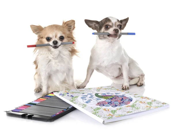 Liten Chihuahuas Framför Vit Bakgrund — Stockfoto