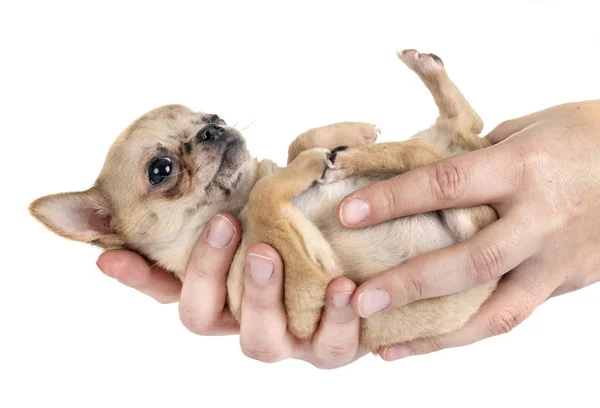 Little Chihuahua Front White Background — Stock Photo, Image