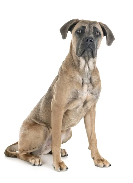 Young Cane Corso Front White Background — Stock Photo, Image