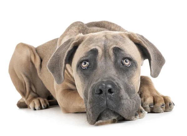 Young Cane Corso Front White Background — Stock Photo, Image