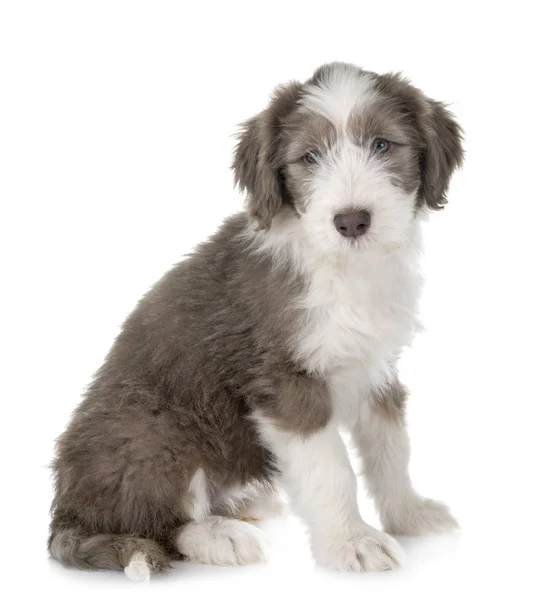 Puppy Baard Collie Voorkant Van Witte Achtergrond — Stockfoto