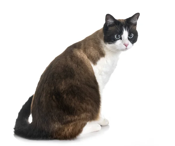 白い背景の前にシャム猫 — ストック写真