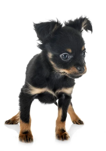 Cachorro Russkiy Juguete Frente Fondo Blanco — Foto de Stock