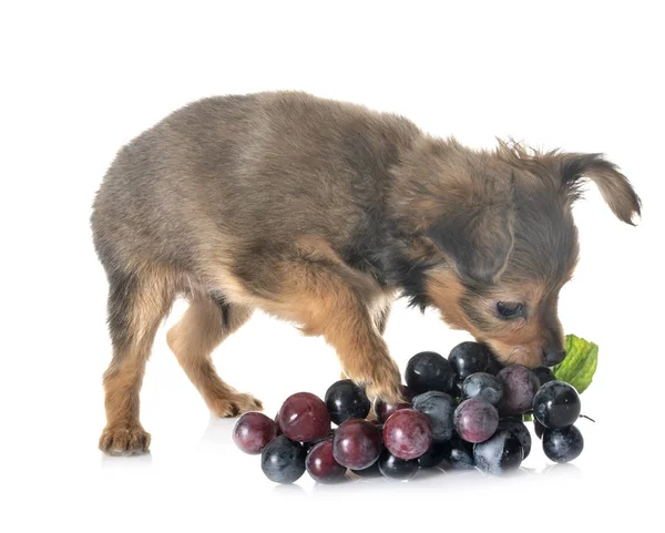 Cachorro Russkiy Juguete Frente Fondo Blanco — Foto de Stock