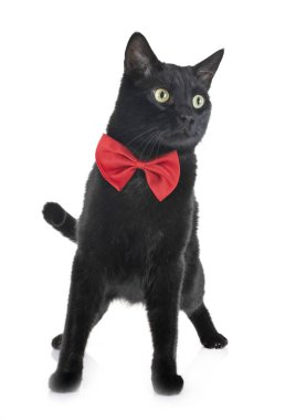 Beyaz arka plan önünde kara kedi