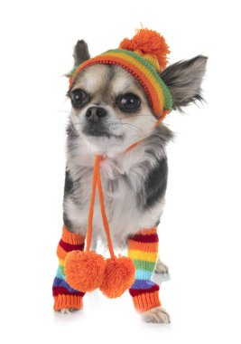 Beyaz arka planda küçük bir chihuahua