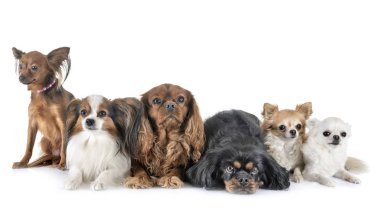 Beyaz arka planda küçük köpekler
