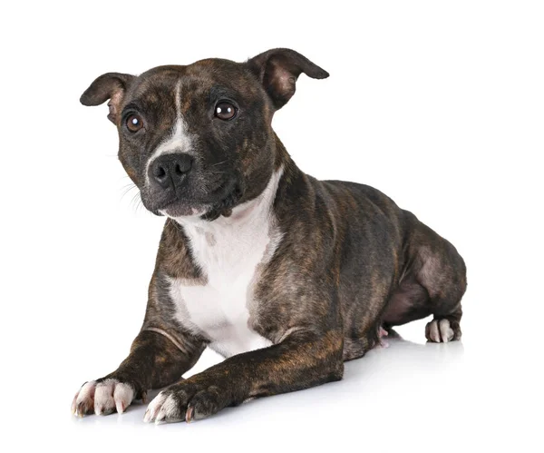 Staffordshire Bull Terrier Przed Białym Tle — Zdjęcie stockowe