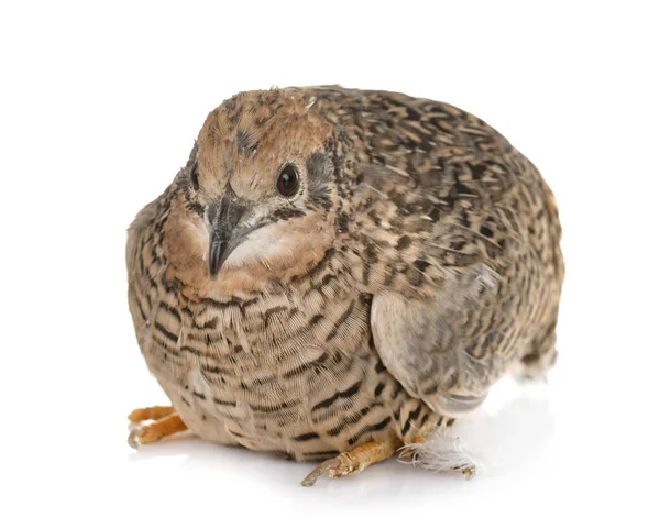 King Quail Front White Background — Stock Photo, Image