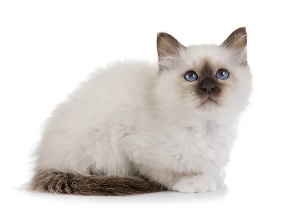 Birman Gatito Frente Blanco Fondo — Foto de Stock