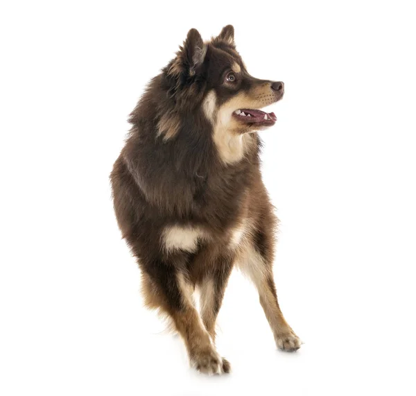 Lapphund Finlandés Frente Fondo Blanco —  Fotos de Stock