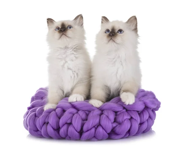 Birman Gatito Frente Blanco Fondo —  Fotos de Stock