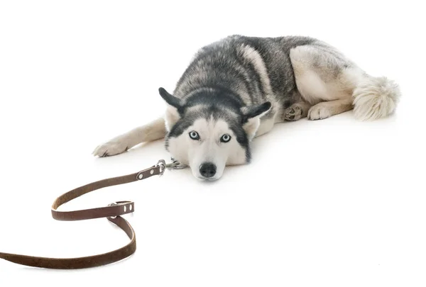 Siberische Husky Voor Witte Achtergrond — Stockfoto