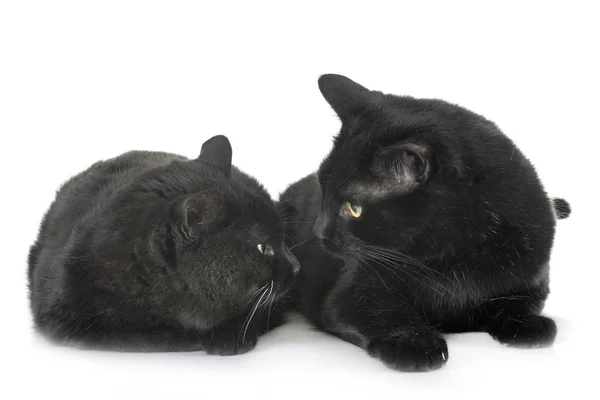 Zwarte Katten Voor Witte Achtergrond — Stockfoto