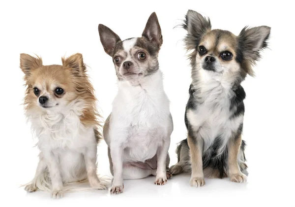 Liten Chihuahuas Framför Vit Bakgrund — Stockfoto