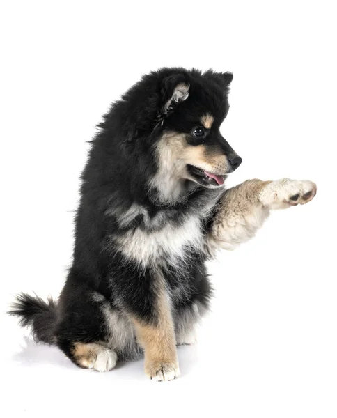 Valp Finska Lapphund Framför Vit Bakgrund — Stockfoto