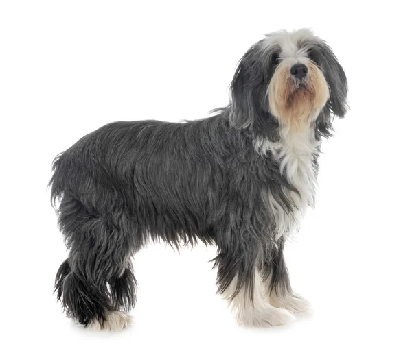 Bearded Collie Voor Witte Achtergrond — Zdjęcie stockowe