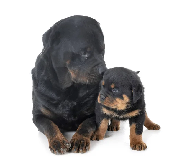 Cucciolo Adulto Rottweiler Davanti Sfondo Bianco — Foto Stock