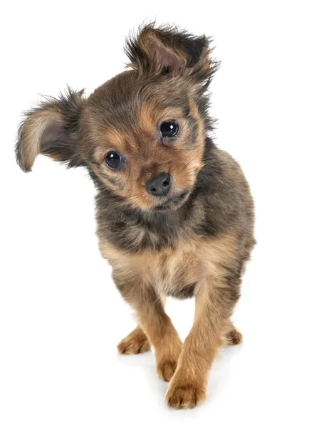 Puppy Russkiy Toy Voor Witte Achtergrond — Stockfoto