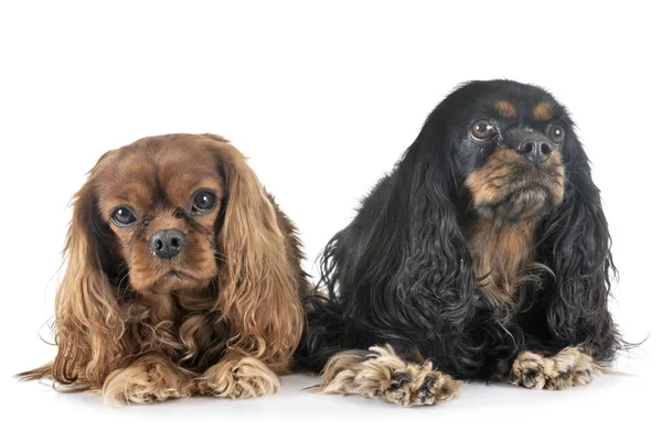 Cavalier King Charles Front White Background — Stock Photo, Image