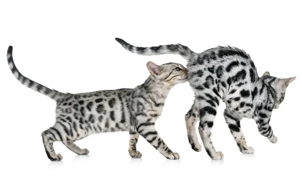 Bengal Cat Front White Background — Stock Photo, Image