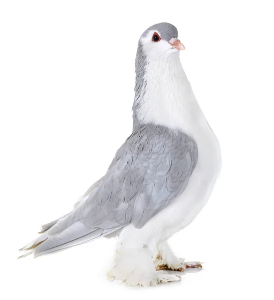 Lahore Pigeon Front White Background — Stock Photo, Image