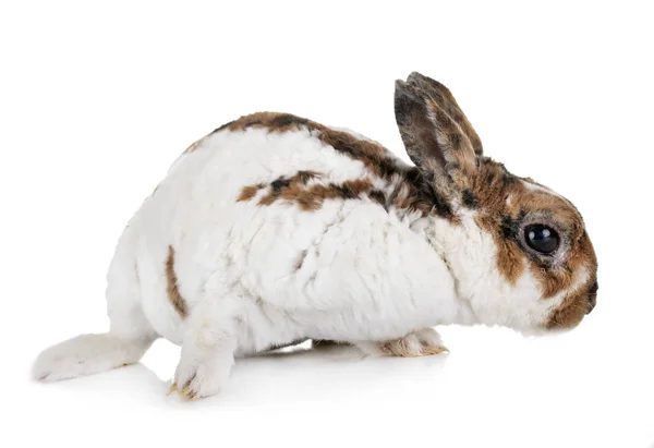 Conejo Rex Miniatura Delante Fondo Blanco —  Fotos de Stock