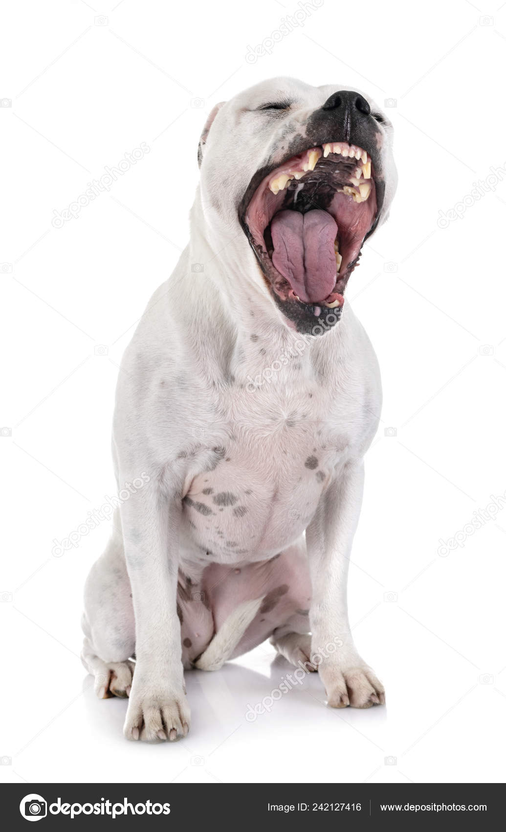 Staffordshire Bull Terrier Front White Background — Stock Photo