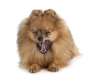 Spitz pomeranian beyaz arka plan önünde