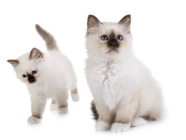 Birman kedi yavrusu beyaz arkaplan önünde