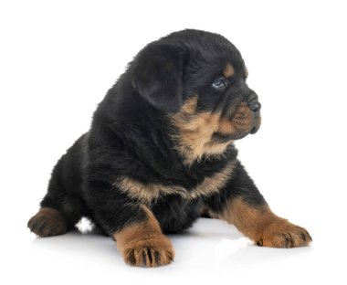 Beyaz arkaplan önünde köpek yavrusu rottweiler