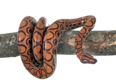 Rainbow boa beyaz arka plan önünde