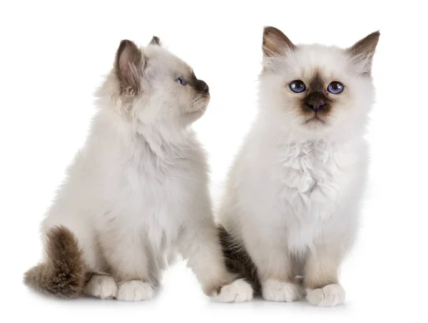 Birman Kedi Yavrusu Beyaz Arkaplan Önünde — Stok fotoğraf